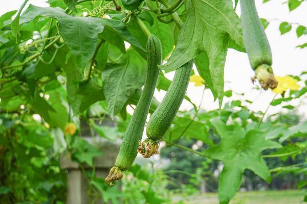 深圳蔬菜配送公司讲解丝瓜有什么营养和功效