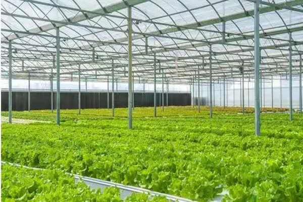 深圳蔬菜配送公司讲解夏季设施蔬菜栽培关键措施