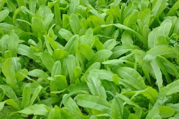 深圳蔬菜配送公司介绍油麦菜和生菜的区别在哪里