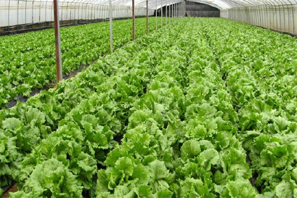 七月份适合种植哪些蔬菜