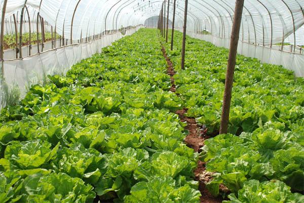 深圳送菜公司告诉你哪些食物夏天防暑最好