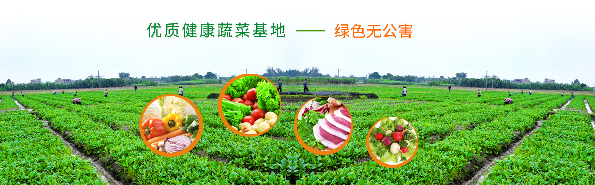 深圳农产品配送——优质健康的蔬菜基地——绿色无公害